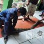 Ngeri! Ular Sanca Besar Bersarang di Bawah Keramik Rumah Warga Sukabumi