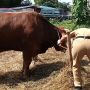 12 Sapi di Pasar Rebo Jaktim Terpapar Penyakit Mulut dan Kuku, Mereka Dipisahkan dari yang Sehat