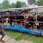 Sapi Sudah Sampai di Kalimantan Dikembalikan Lagi ke Sulawesi, Pedagang Sapi Rugi Besar