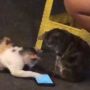 Baiknya, Pengunjung Warung Ini Pinjamkan HP ke Dua Kucing