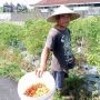 Cabai di Bali Mahal Tapi Petani Di Denpasar Tak Bahagia, Bingung Harga di Pasar Tinggi