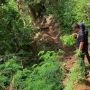 Warga Gegerbitung Lapor Temuan Ladang Ganja, Polisi Bakar Terlebih Dahulu untuk Memastikan: Tercium Aromanya