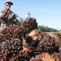 Pungutan Ekspor CPO Bikin Petani Sawit Bangkrut