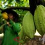 Keren! Pemkab Mahulu Keker Pasar Ekspor Biji Kakao di Amerika Serikat