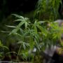 Halal Watch Soroti Pelegalan Ganja seperti Thailand, Minta Indonesia Tak Latah