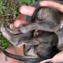 Viral Anjing Punya Kaki Tujuh di Kabupaten Bolaang Mongondow Utara
