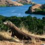 Tiket Terusan Pulau Komodo Jadi Lebih Mahal, Menparekraf Sandiaga Uno: Demi Kelestarian Komodo dan Alam
