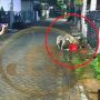 Anjingnya Sering Diduga Sering Makan Kucing Liar Pemilik Marah Saat Ditegur
