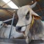 Jelang Idul Adha, 850 Sapi di Kuningan Sembuh dari PMK