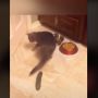 Kenapa Sih Kucing Takut Mentimun? Ternyata Begini Penjelasannya