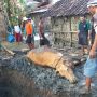 Wabah PMK di Ngawi, Tangis Ningsih Pun Pecah Sapi Indukannya Habis Melahirkan Mati