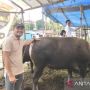 Wabah PMK Untungkan Pedagang Hewan Kurban Lokal Samarinda