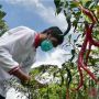 Alhamdulillah, Harga Cabai Turun Jadi Rp 80 Ribu Per Kilogram