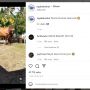 Penampakan Sapi Super Besar Viral di Instagram: Panitia Qurban Ketar Ketir