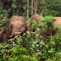 Puluhan Gajah Liar Rusak Kebun Kopi Warga di Aceh Utara