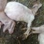 177 Kambing yang Dikirim ke Batam Mati, Pedagang Hewan Rugi Ratusan Juta