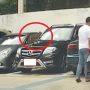 Kocak, Percobaan Kucing Lompat dari Atap Mobil untuk Seberangi Tembok Jadi Sorotan, Publik: Setidaknya Sudah Mencoba