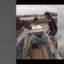 Sejumlah Warga Gagal Naikkan Sapi ke Perahu, Endingnya Justru Kocak