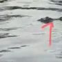 Buaya Muara Masuk dalam Tambak Udang Warga Agam, Ternyata Sudah Berminggu-minggu