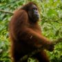 Miris, Orangutan Kebingungan Sendirian di Tengah Proyek: Susah Mencari Makan