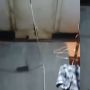 Tikus Masuk Rumah, Aksinya Bergelantungan di Kabel Kipas Viral