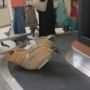 Ada Ayam di Konveyor Bagasi Pesawat, Warganet: Kok Bisa?