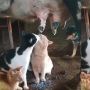 Kocak Banget! Tiga Kucing Ini Rebutan Minum Susu Langsung dari Sapi