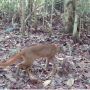 Habitat Kucing Liar Kalimantan Semakin Berkurang karena Perburuan