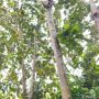 Pohon Jati, Salah Satu Potensi Sumber Daya Alam di Desa Todang-Todang