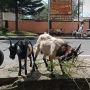 Polisi Tangkap Pencuri Kambing Kurban Untuk Pelengkap Pesta Miras di Makassar
