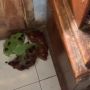 Niat Rekam Makanan Biar Estetik, Pudingnya Malah Tumpah dan Hancur