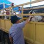 Sapi di Batam Terpapar PMK, Pemprov Larang Datangkan Hewan Ternak dari Lampung: Tidak Boleh Lagi