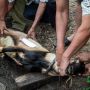 Doa Menyembelih Hewan Kurban untuk Diri Sendiri maupun Orang Lain