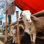 Pedagang: Kambing dari Jawa Masuk ke Bali Bayar Rp250 Ribu per Ekor, Kami Keberatan