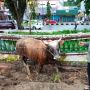 Presiden Jokowi Sumbang Sapi Kurban untuk Papua Barat, Bobotnya Capai 1,40 Ton