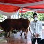 Wapres Maruf Serahkan Kurban Sapi Satu Ton Untuk Masjid Istiqlal Jakarta