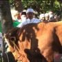 Ada Pejabat Kurban 15 Ekor Sapi, Plh Gubernur Jabar: Salurkan ke Daerah Terpencil