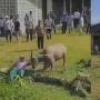 Kerbau Kurban Ngamuk Seruduk Sejumlah Warga di Kampar: Mungkin Kena Mental