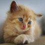 Cat Lovers Wajib Tahu, 5 Tips agar Kucing Lengket sama Kamu