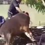 Jerit Histeris Warga Warnai Insiden Sapi Kurban Ngamuk dan Tercebur ke Sungai Bersama Sang Jagal