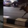 Sapi Kurban Kabur Masuk Pasar Argosari, Rumah Mewah Rp500 Juta Dirobohkan