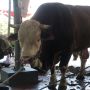 Berbobot 1,2 Ton, Sapi Kurban Dari Jokowi Di Masjid Istiqlal Dipastikan Sehat Dan Bebas PMK