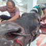 800 Ekor Sapi Plus 100 Kambing Kurban Dipotong di Bukittinggi, Tersebar di Seluruh Masjid dan Musala
