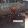 Hendak Jadi Hewan Kurban, Sapi Ini Malah Kabur ke Sungai