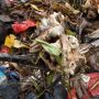 Ribuan Ikan Mati Mengambang di Kali Baru Jakarta Timur, Diduga Keracunan Jeroan Hewan Kurban