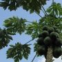 5 Manfaat Jamu Daun Pepaya, Salah Satunya Meningkatkan Jumlah Trombosit