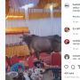 Viral Seekor Sapi Diduga Akan Dikurbankan Justru Datang ke Kondangan
