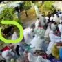 Video Detik-detik Sapi Kurban Ngamuk Bikin Batal Shalat Idul Adha di Padang, Jemaah Berhamburan di Menit Terakhir