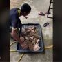 Viral Orang Ini Bersihkan Jeroan Hewan Kurban Pakai Mesin Cuci, Warganet: Dapet Ilmu Dari Mana?