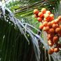 5 Manfaat Buah Pinang, Tidak Hanya untuk Menyirih Lho!